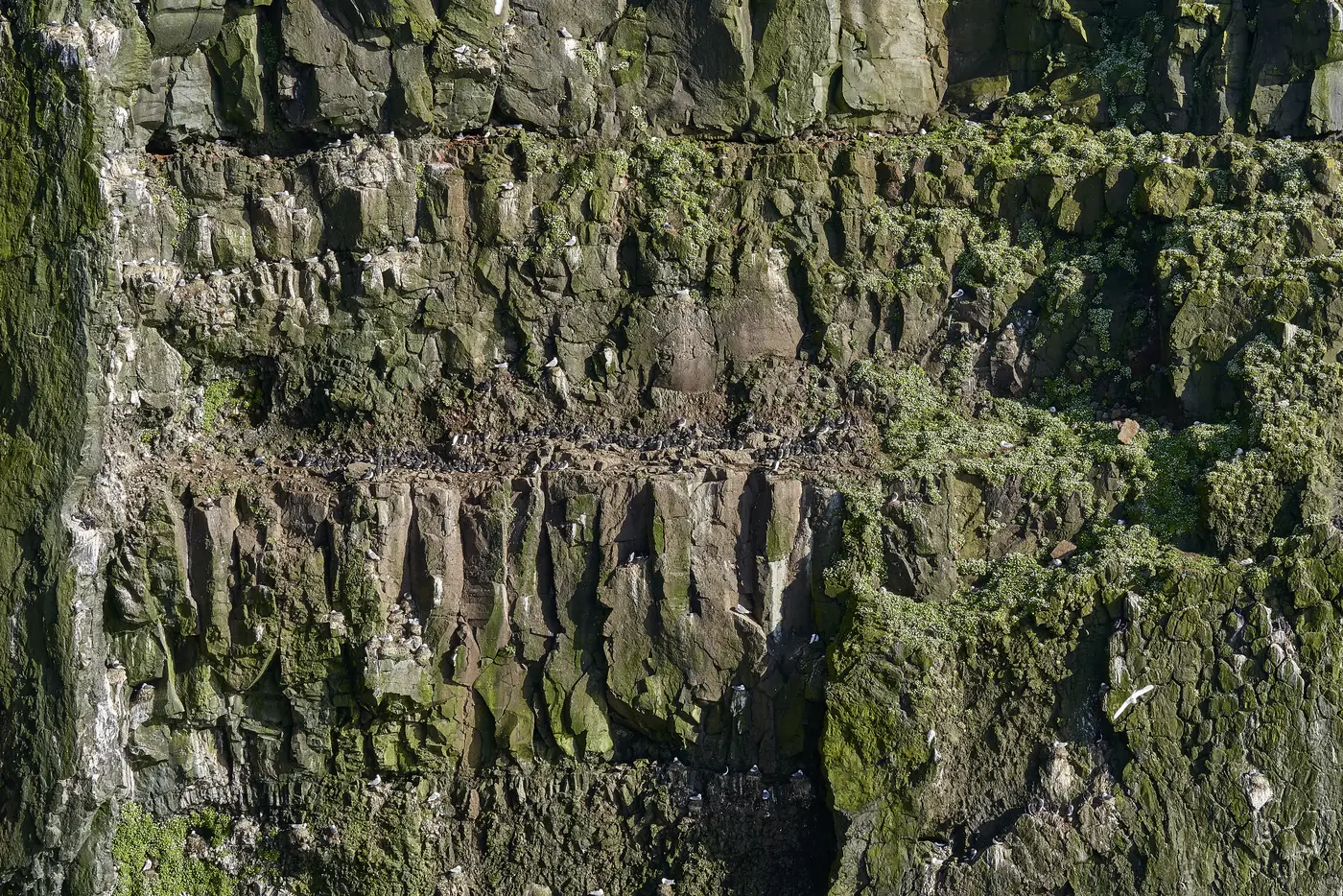A dark, moss-covered rock face
