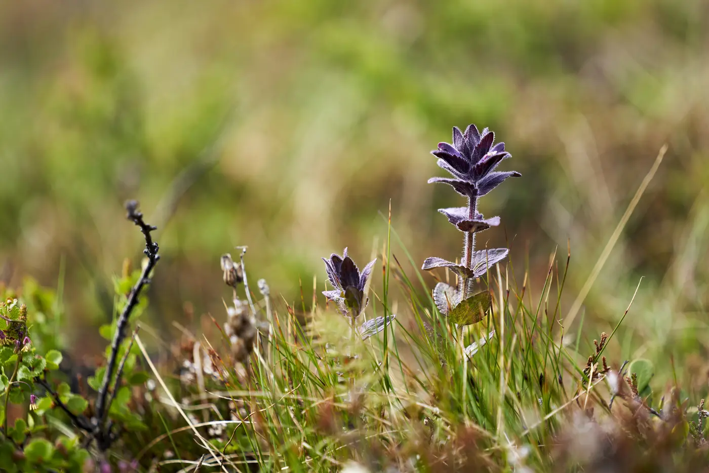 A quiet close-up of highland flora