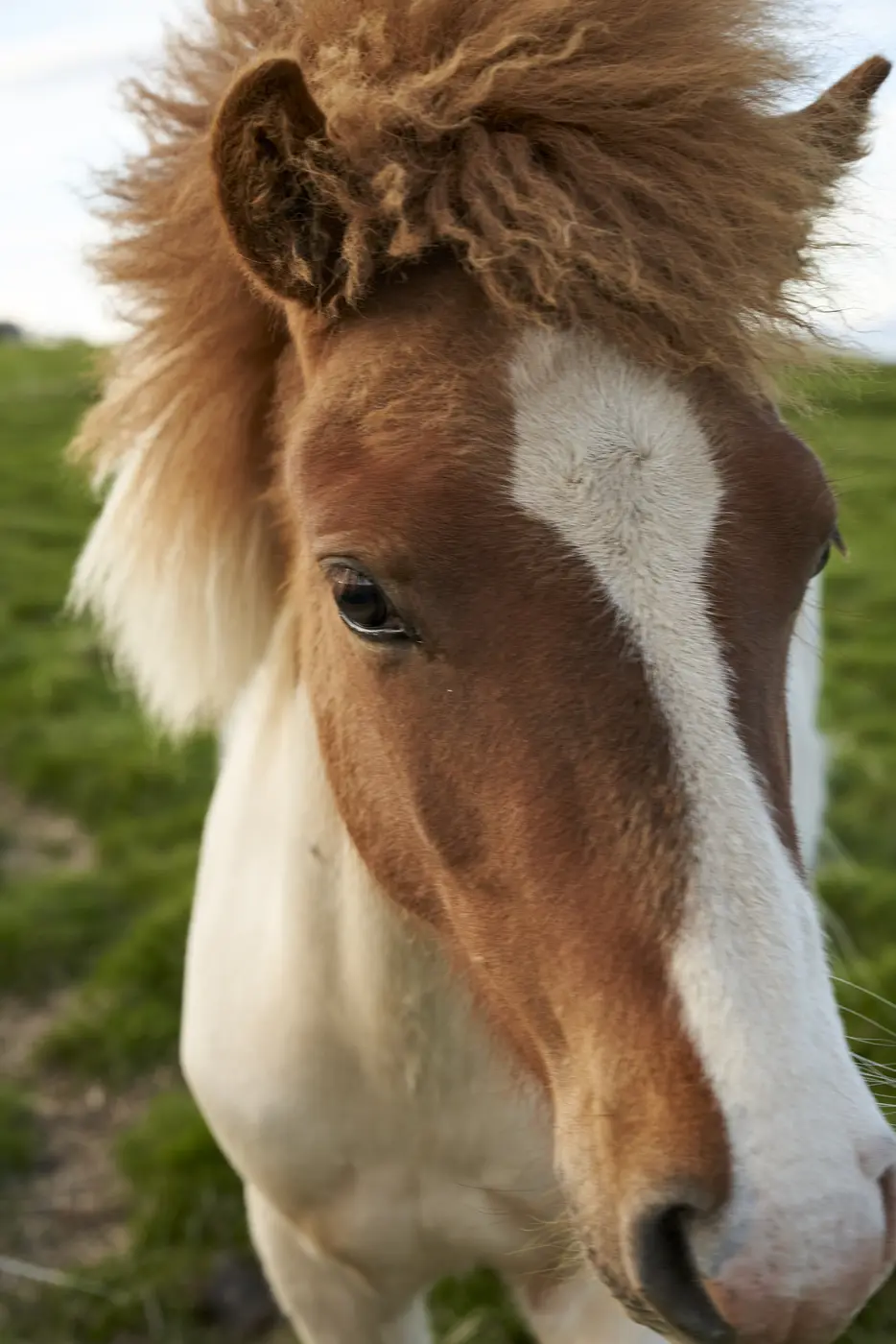 A portrait, hair moved by the wind