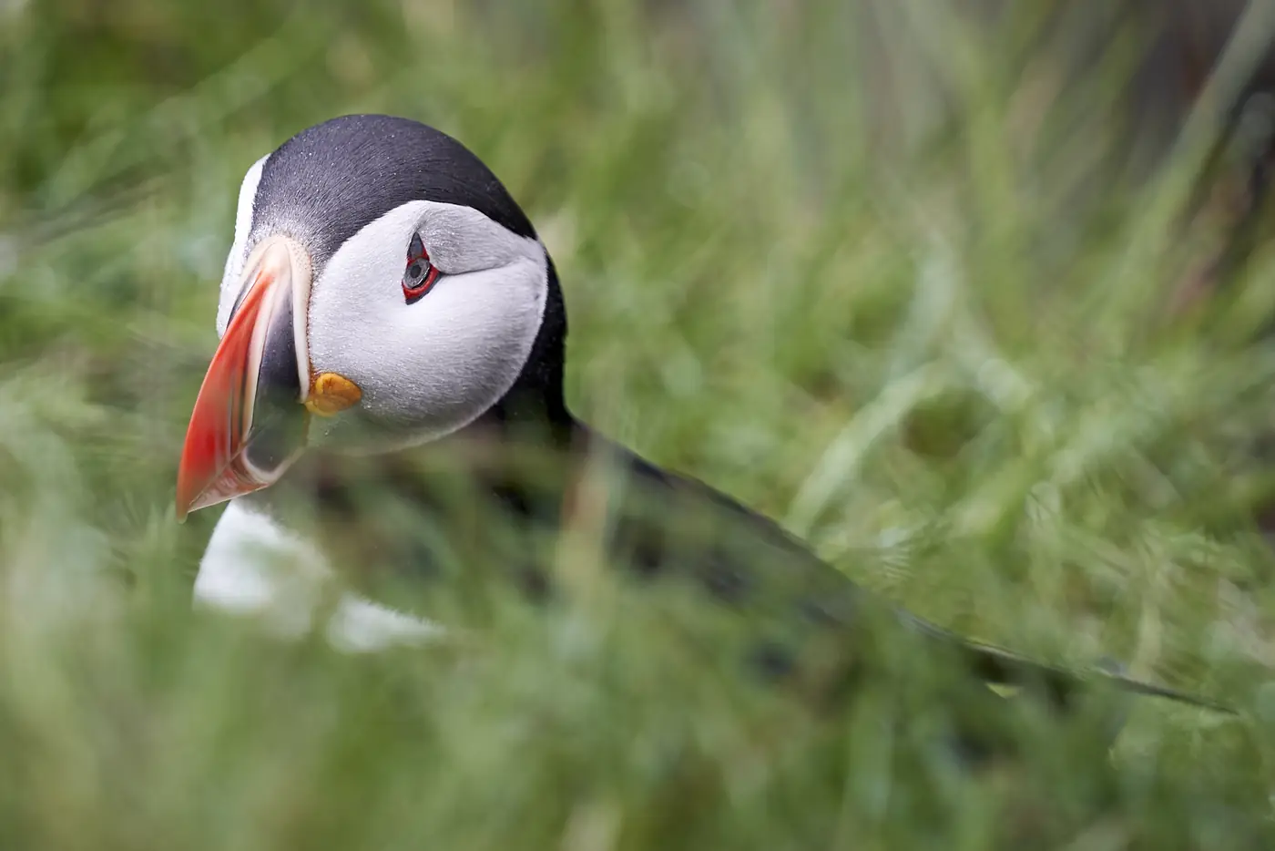 A puffin in coastal grass, close up