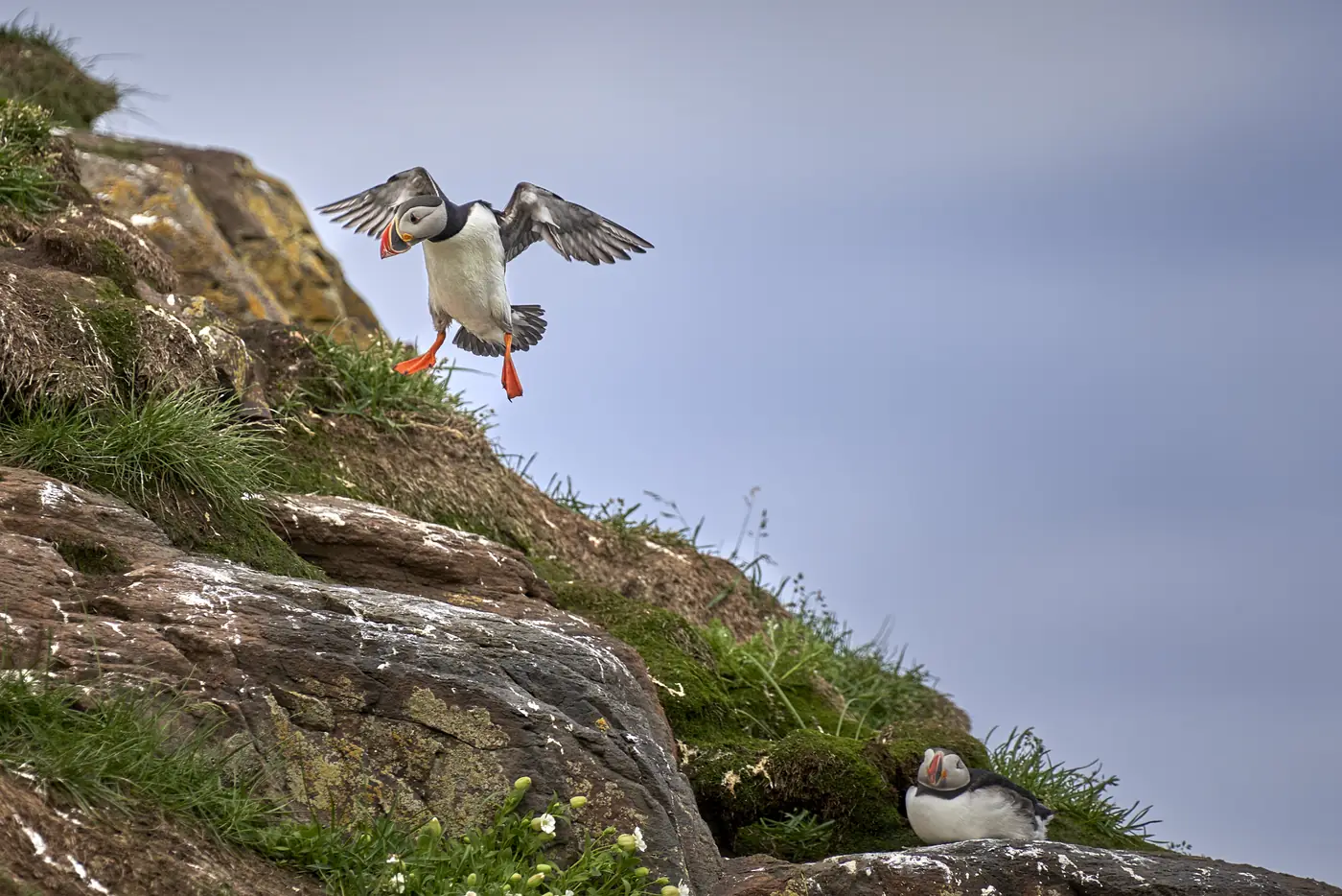 A puffin in flight