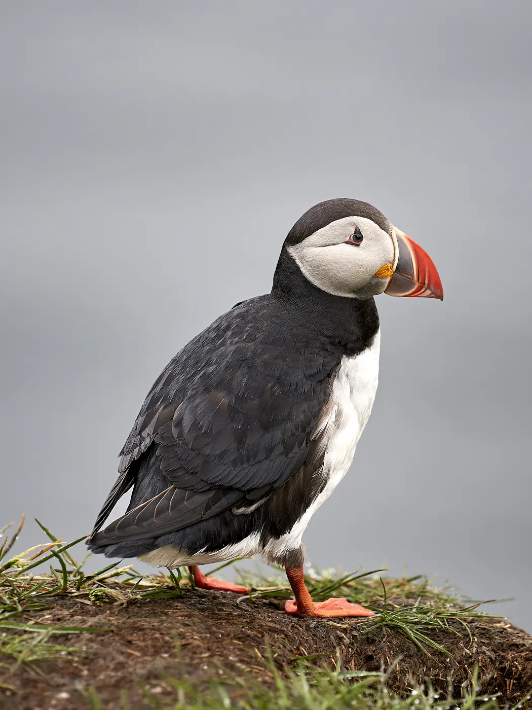 A puffin's head against a dark background