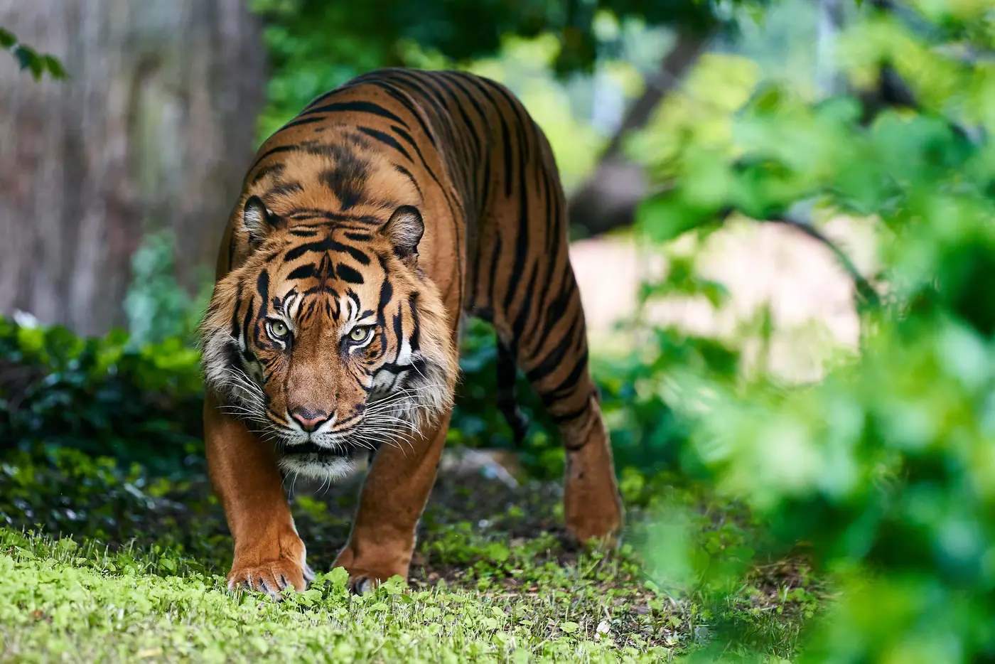 A tiger walking through green undergrowth