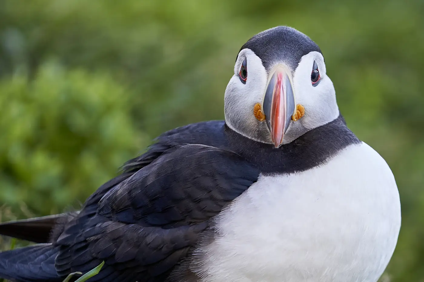 A puffin in close portrait