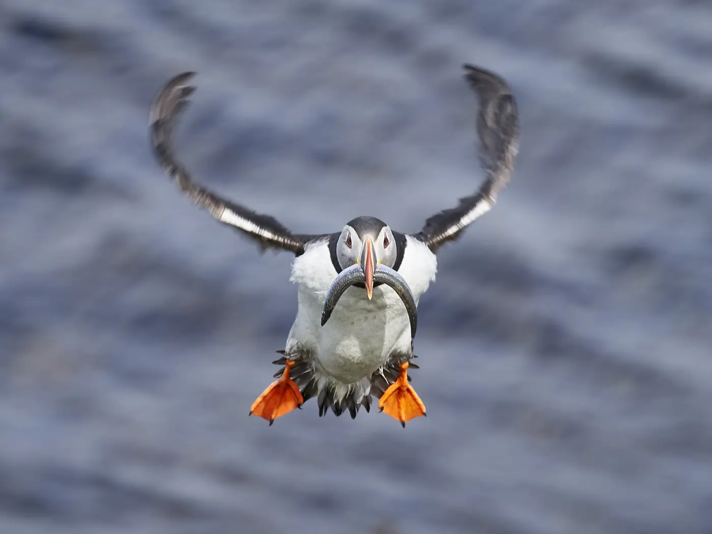 A puffin coming in to land
