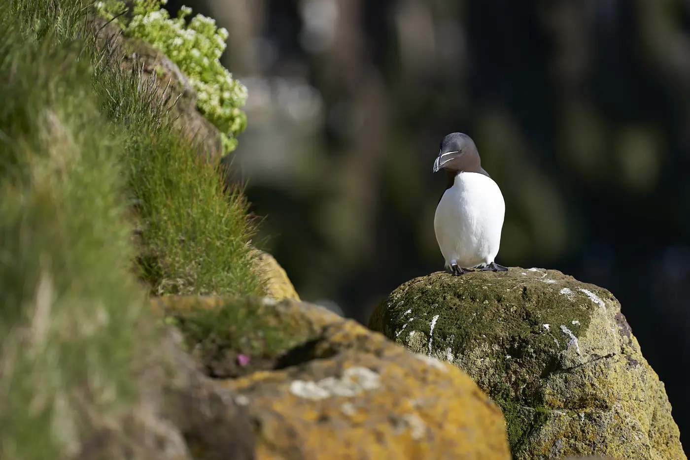 A puffin on a grassy edge