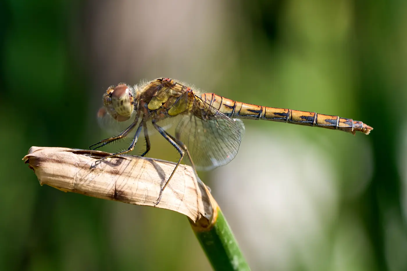 A dragonfly resting on a hand
