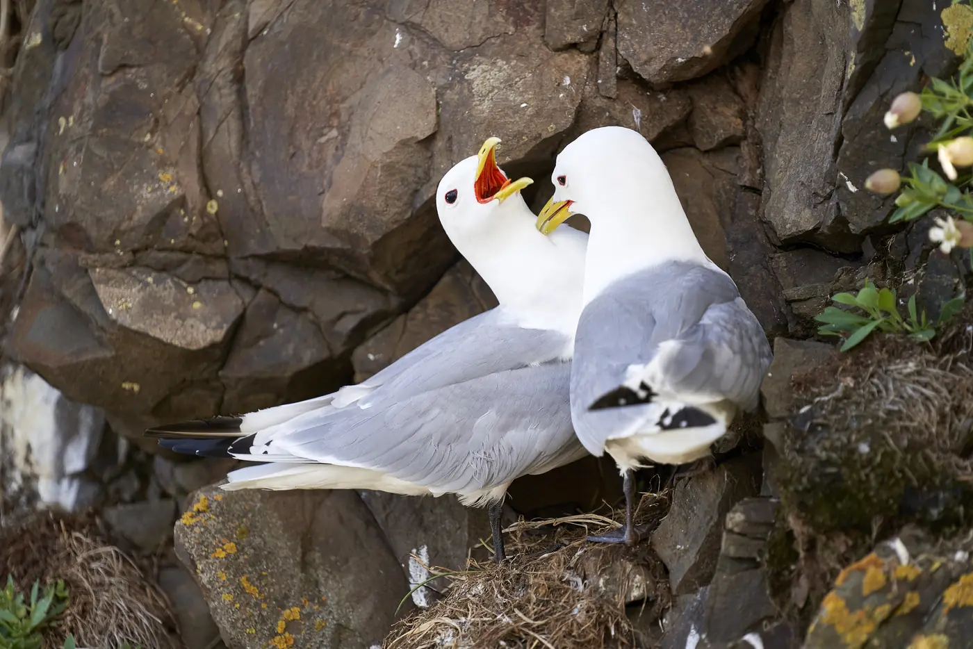 A puffin with nesting material in its beak