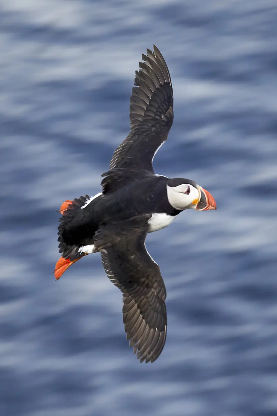 A puffin in flight over the sea
