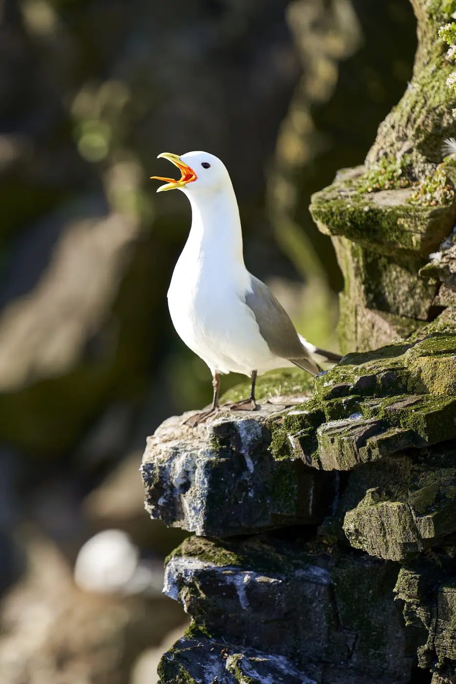 A seabird on a rock