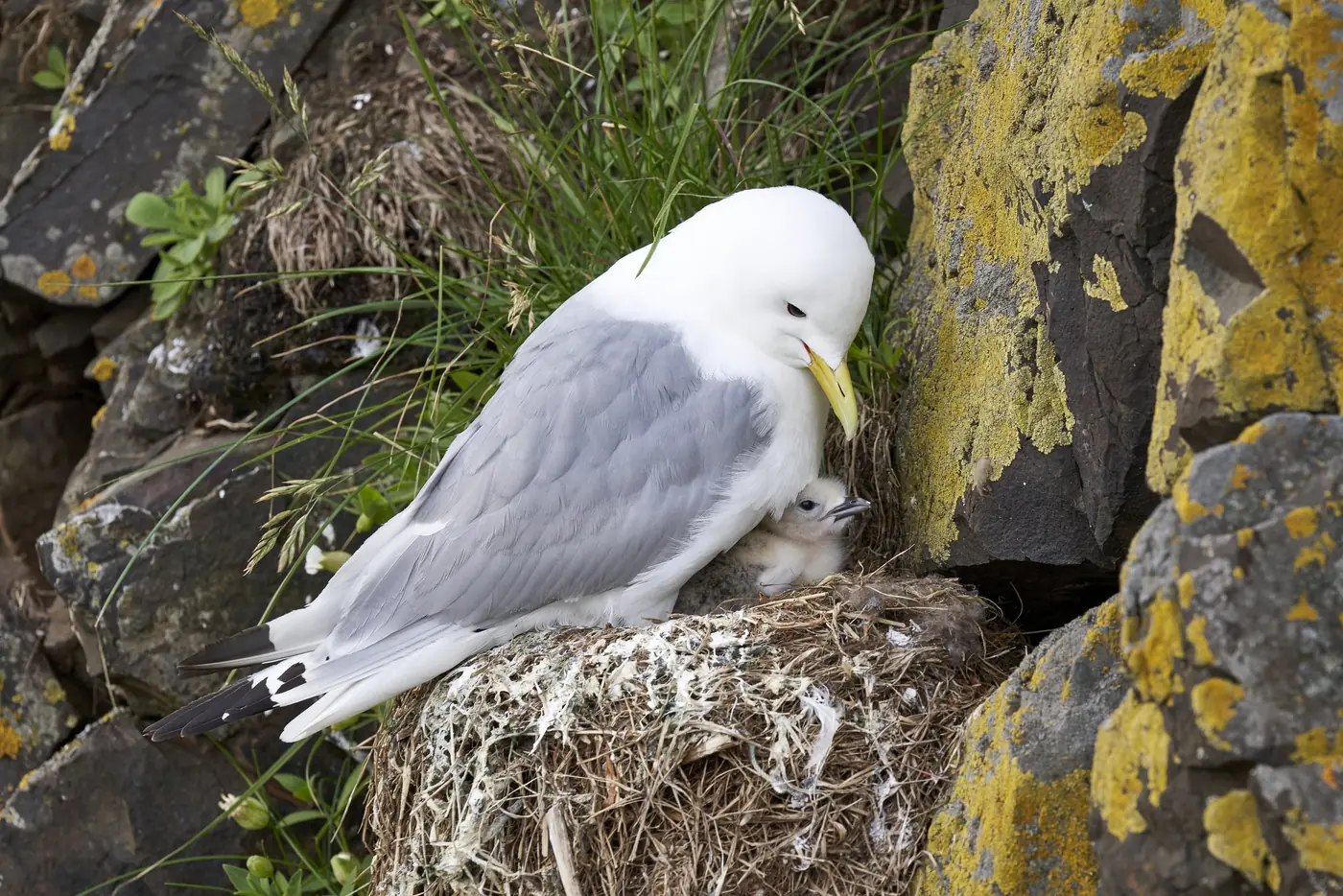 A fulmar on the cliff edge