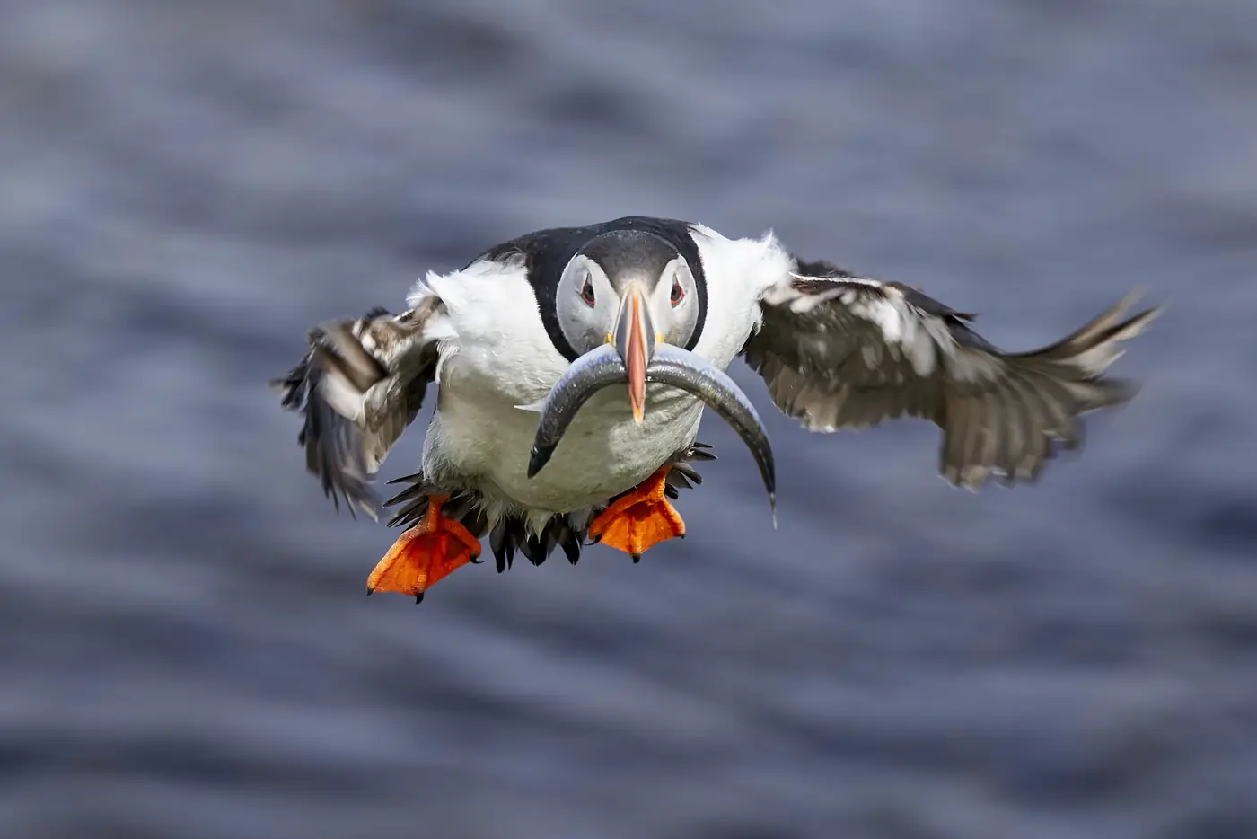 A puffin landing with wings spread