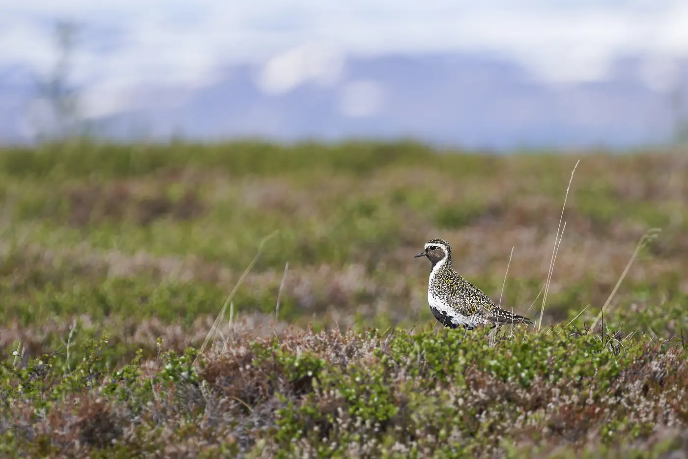 A wading bird in shallow water