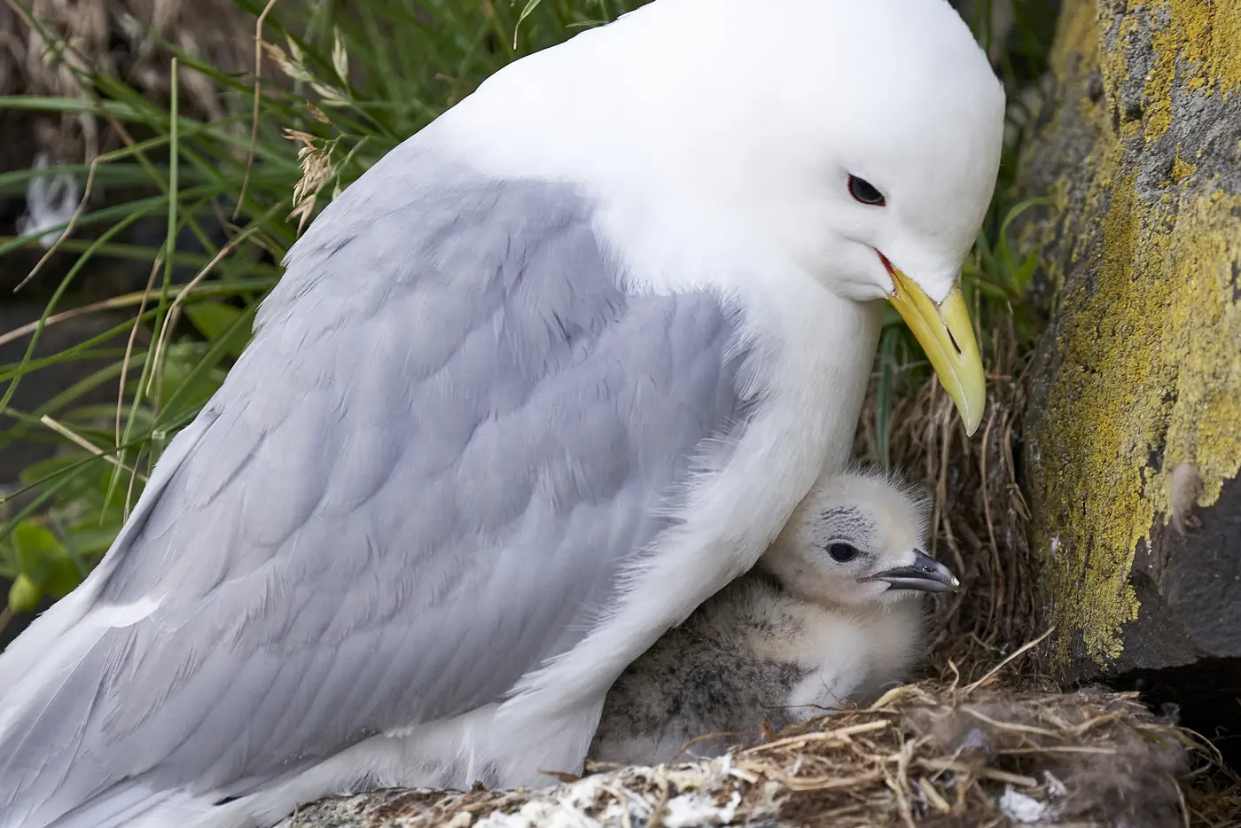 A seabird at its nesting site