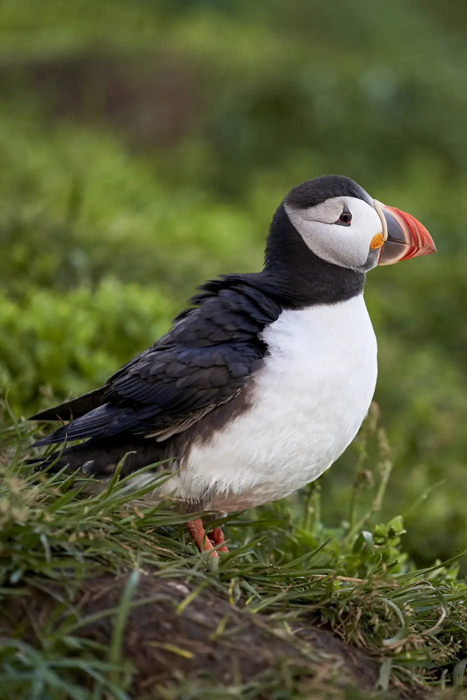 A puffin among grasses