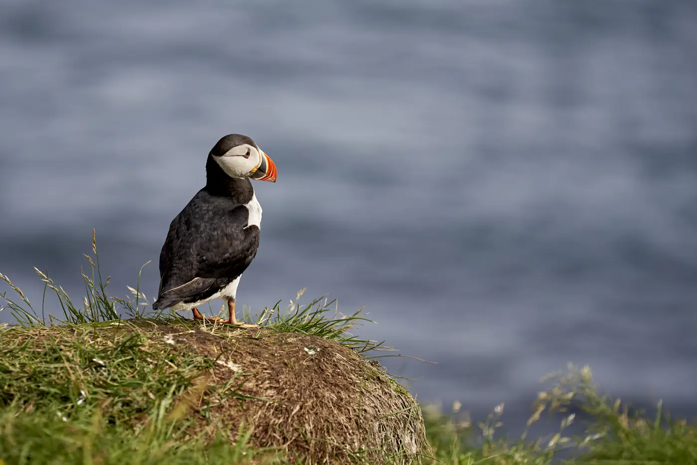 Puffins on the sea cliff
