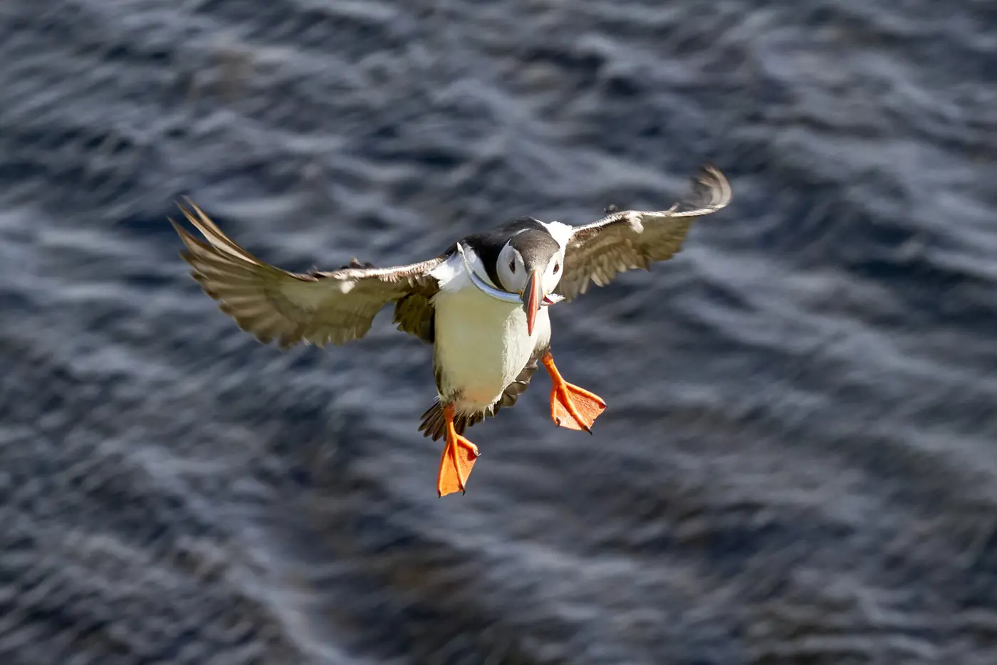 A puffin in flight