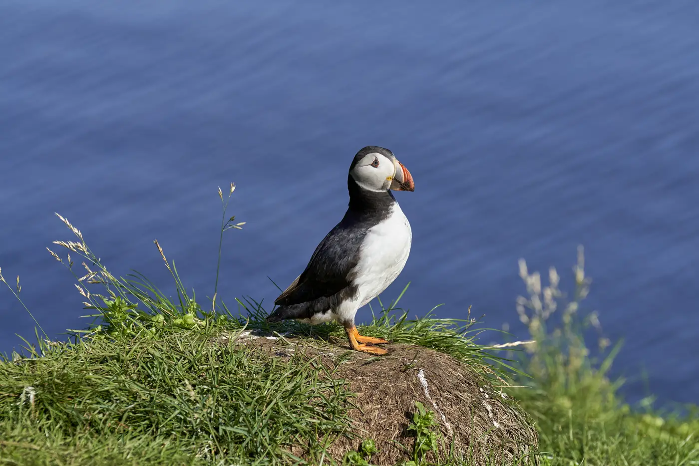 A puffin over the coast
