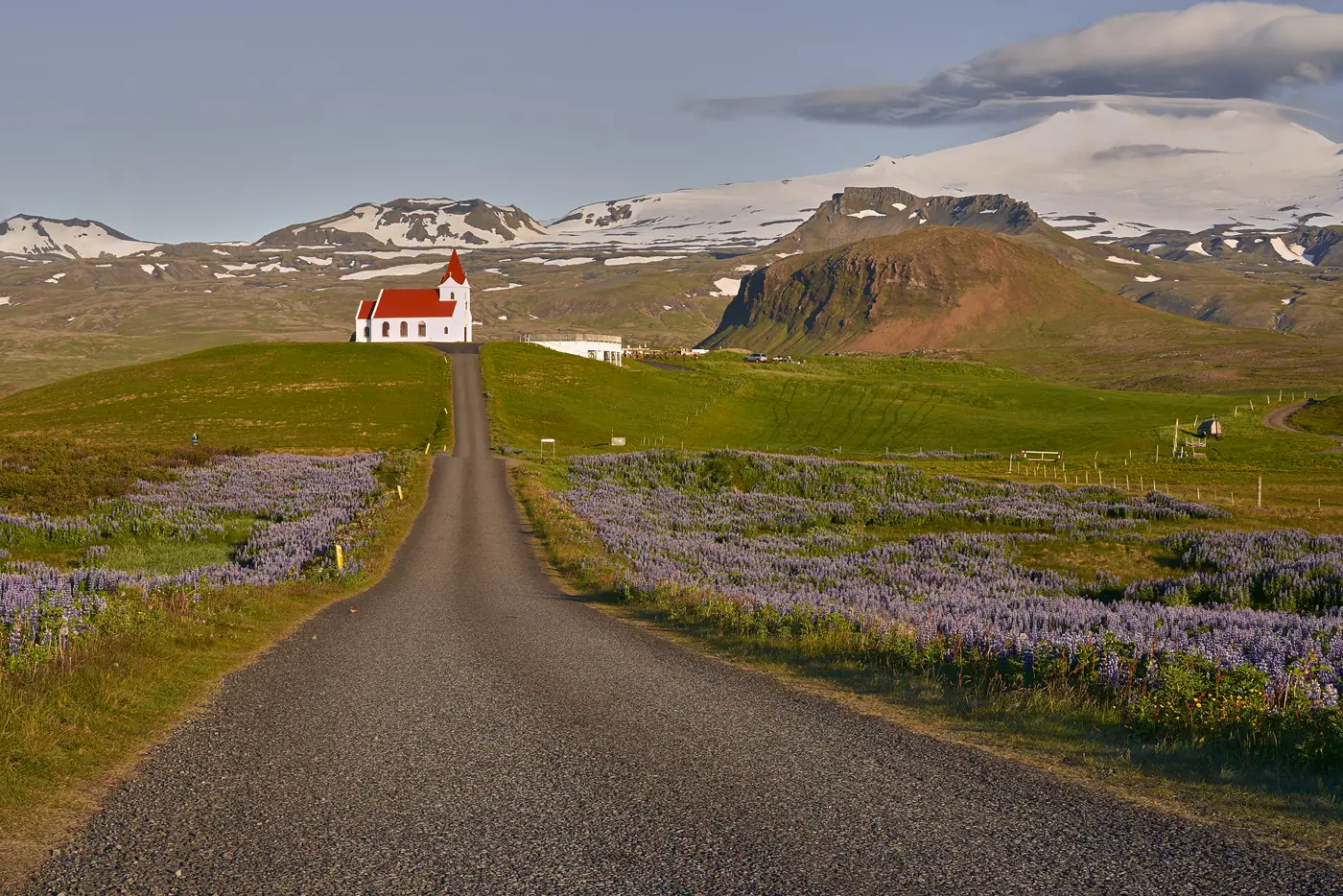 A road through a field of blooming lupines